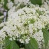 Snow Joey Viburnum - 2 Gallon Pot -Leafy Joy Shop Viburnum Snow Joey 1 1