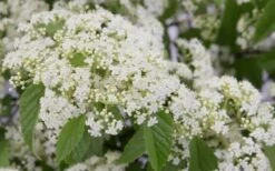 Snow Joey Viburnum - 3 Gallon Pot -Leafy Joy Shop Viburnum Snow Joey 2