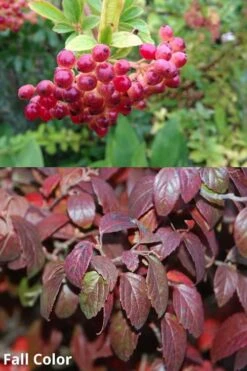 Snow Joey Viburnum - 2 Gallon Pot 12 Snow Joey Viburnum - 2 Gallon Pot -Leafy Joy Shop Viburnum Snow Joey 5 1