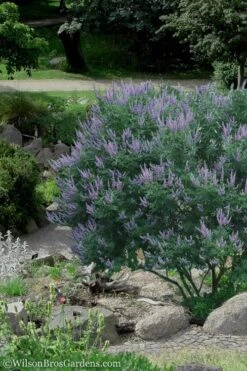 Shoal Creek Chaste Tree (Vitex) - 1 Gallon Pot -Leafy Joy Shop Vitex Shoal Creek 17