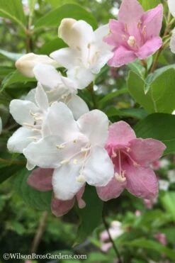 Goodness Grows Bicolor Weigela - 3 Gallon Pot -Leafy Joy Shop Weigela Goodness Grows 1