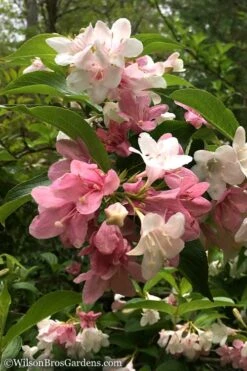 Goodness Grows Bicolor Weigela - 3 Gallon Pot -Leafy Joy Shop Weigela Goodness Grows 10