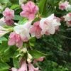 Goodness Grows Bicolor Weigela - 3 Gallon Pot 2 Goodness Grows Bicolor Weigela - 3 Gallon Pot -Leafy Joy Shop Weigela Goodness Grows 2