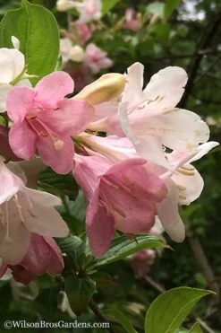 Goodness Grows Bicolor Weigela - 3 Gallon Pot -Leafy Joy Shop Weigela Goodness Grows 3