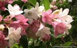 Goodness Grows Bicolor Weigela - 3 Gallon Pot -Leafy Joy Shop Weigela Goodness Grows 5