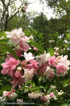 Goodness Grows Bicolor Weigela - 3 Gallon Pot -Leafy Joy Shop Weigela Goodness Grows 8