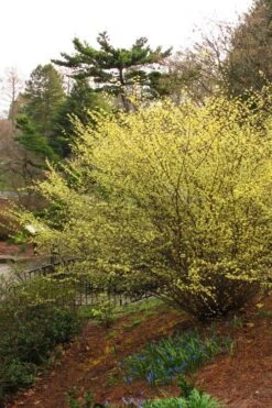 Winterthur Winterhazel (Corylopsis) - 3 Gallon Pot -Leafy Joy Shop Winter Hazel Winterthur 5