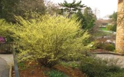 Winterthur Winterhazel (Corylopsis) - 3 Gallon Pot -Leafy Joy Shop Winter Hazel Winterthur 6