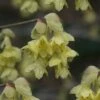Winterthur Winterhazel (Corylopsis) - 3 Gallon Pot -Leafy Joy Shop Witch Hazel Winterthur Corylopsis 1