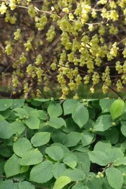 Winterthur Winterhazel (Corylopsis) - 3 Gallon Pot -Leafy Joy Shop Witch Hazel Winterthur Corylopsis 2
