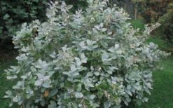 Woodlanders Blue Dusty Zenobia (Honeycup) - 3 Gallon Pot -Leafy Joy Shop Zenobia Woodlanders Blue 20