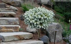 Ice Breaker Korean Fir (Single Trunk Topiary) - 3 Gallon Pot 11 Ice Breaker Korean Fir (Single Trunk Topiary) - 3 Gallon Pot -Leafy Joy Shop abies koreana kouhouts ice breaker korean fir 2