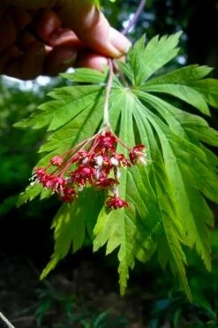 Dancing Peacock Japanese Maple (Acer Japonicum 'Aconitifolium') - 3 Gallon Pot (2-3') -Leafy Joy Shop acer japonicum aconitifolium dancing peacock japanese maple 6