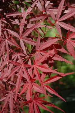 Red Bamboo Japanese Maple (Acer Palmatum 'Beni Otake') - 3 Gallon Pot -Leafy Joy Shop acer palmatum beni otake 1