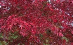 Red Bamboo Japanese Maple (Acer Palmatum 'Beni Otake') - 3 Gallon Pot -Leafy Joy Shop acer palmatum beni otake 2