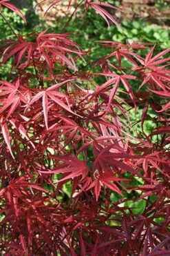Red Bamboo Japanese Maple (Acer Palmatum 'Beni Otake') - 3 Gallon Pot -Leafy Joy Shop acer palmatum beni otake 5