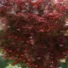 Red Bamboo Japanese Maple (Acer Palmatum 'Beni Otake') - 3 Gallon Pot -Leafy Joy Shop acer palmatum beni otake japanese maple 1