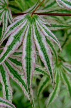 Ikandi Japanese Maple - 3 Gallon Pot (4-5') 19 Ikandi Japanese Maple - 3 Gallon Pot (4-5') -Leafy Joy Shop acer palmatum ikandi japanese maple 10