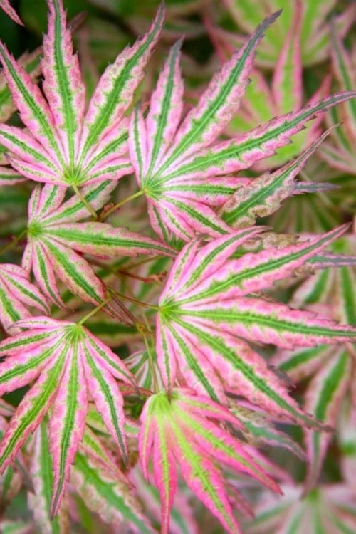 Ikandi Japanese Maple - 3 Gallon Pot (4-5') 3 Ikandi Japanese Maple - 3 Gallon Pot (4-5')