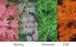Ikandi Japanese Maple - 3 Gallon Pot (4-5') 14 Ikandi Japanese Maple - 3 Gallon Pot (4-5') -Leafy Joy Shop acer palmatum ikandi japanese maple 4