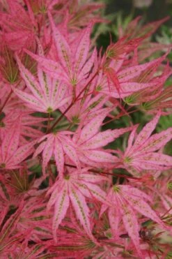 Ikandi Japanese Maple - 3 Gallon Pot (4-5') 15 Ikandi Japanese Maple - 3 Gallon Pot (4-5') -Leafy Joy Shop acer palmatum ikandi japanese maple 5