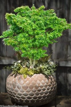 Jade Dragon Dwarf Japanese Maple - 3 Gallon Pot 12 Jade Dragon Dwarf Japanese Maple - 3 Gallon Pot -Leafy Joy Shop acer palmatum jade dragon japanese maple 2