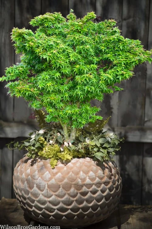 Jade Dragon Dwarf Japanese Maple - 3 Gallon Pot 7 Jade Dragon Dwarf Japanese Maple - 3 Gallon Pot - Image 5