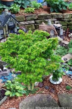 Jade Dragon Dwarf Japanese Maple - 3 Gallon Pot 11 Jade Dragon Dwarf Japanese Maple - 3 Gallon Pot -Leafy Joy Shop acer palmatum jade dragon japanese maple 5