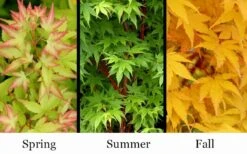 Little Sango' Dwarf Coral Bark Japanese Maple - 5 Gallon Pot -Leafy Joy Shop acer palmatum little sango dwarf coral bark japanese maple 4
