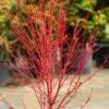 Little Sango' Dwarf Coral Bark Japanese Maple - 5 Gallon Pot 1 Little Sango' Dwarf Coral Bark Japanese Maple - 5 Gallon Pot -Leafy Joy Shop acer palmatum little sango dwarf coral bark japanese maple 5