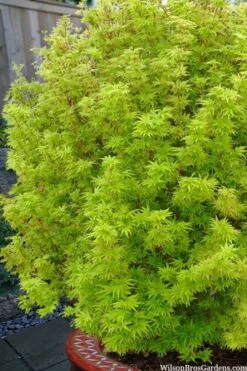 Little Sango' Dwarf Coral Bark Japanese Maple - 5 Gallon Pot -Leafy Joy Shop acer palmatum little sango dwarf coral bark maple 1