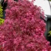 Pink Ballerina Japanese Maple - 5 Gallon Pot -Leafy Joy Shop acer palmatum pink ballerina 10