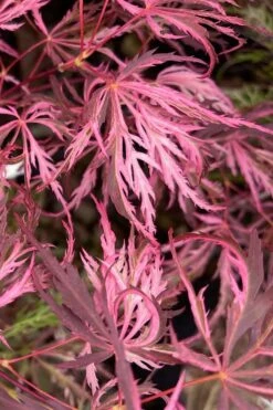 Pink Ballerina Japanese Maple - 5 Gallon Pot -Leafy Joy Shop acer palmatum pink ballerina 3