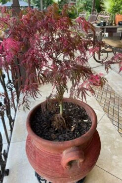 Pink Ballerina Japanese Maple - 5 Gallon Pot -Leafy Joy Shop acer palmatum pink ballerina japanese maple 4