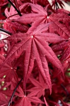 Rhode Island Red Japanese Maple - 3 Gallon Pot (ON SALE) -Leafy Joy Shop acer palmatum rhode island red japanese maple 2