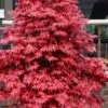 Rhode Island Red Japanese Maple - 3 Gallon Pot (ON SALE) -Leafy Joy Shop acer palmatum rhode island red japanese maple 3