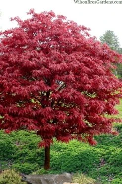 Rhode Island Red Japanese Maple - 3 Gallon Pot (ON SALE) -Leafy Joy Shop acer palmatum rhode island red japanese maple 4