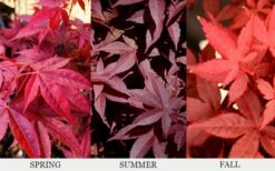 Rhode Island Red Japanese Maple - 3 Gallon Pot (ON SALE) -Leafy Joy Shop acer palmatum rhode island red japanese maple 6