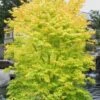 Shidava Gold Japanese Maple - 3 Gallon Pot -Leafy Joy Shop acer palmatum shidava gold japanese maple 1