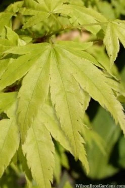 Shidava Gold Japanese Maple - 3 Gallon Pot -Leafy Joy Shop acer palmatum shidava gold japanese maple 3