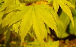 Shidava Gold Japanese Maple - 3 Gallon Pot -Leafy Joy Shop acer palmatum shidava gold japanese maple 4