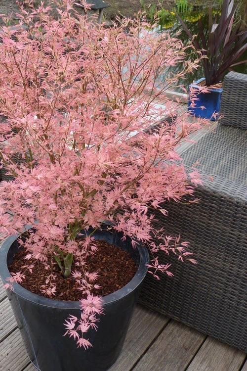 Taylor Pink Japanese Maple - 1 Gallon Pot 3 Taylor Pink Japanese Maple - 1 Gallon Pot
