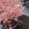 Taylor Pink Japanese Maple - 3 Gallon Pot -Leafy Joy Shop acer palmatum taylors pink japanese maple 5