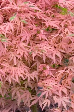 Taylor Pink Japanese Maple - 3 Gallon Pot 10 Taylor Pink Japanese Maple - 3 Gallon Pot -Leafy Joy Shop acer palmatum taylors pink japanese maple 7
