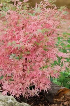 Taylor Pink Japanese Maple - 1 Gallon Pot 11 Taylor Pink Japanese Maple - 1 Gallon Pot -Leafy Joy Shop acer palmatum taylors pink japanese maple 8 1