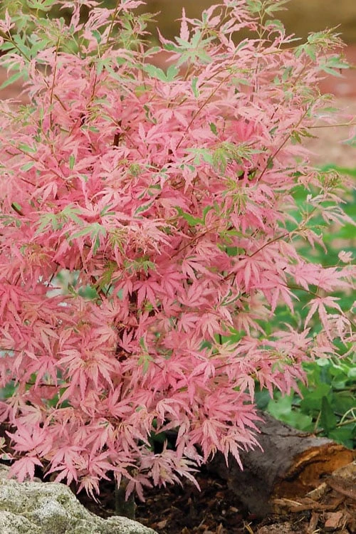 Taylor Pink Japanese Maple - 1 Gallon Pot 7 Taylor Pink Japanese Maple - 1 Gallon Pot - Image 5