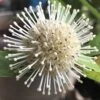 Adina Rubella Buttonbush - 3 Gallon Pot -Leafy Joy Shop adina rubella chinese buttonbush 1