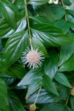 Adina Rubella Buttonbush - 3 Gallon Pot -Leafy Joy Shop adina rubella chinese buttonbush 2