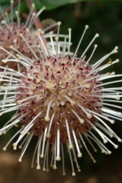 Adina Rubella Buttonbush - 3 Gallon Pot -Leafy Joy Shop adina rubella chinese buttonbush 4