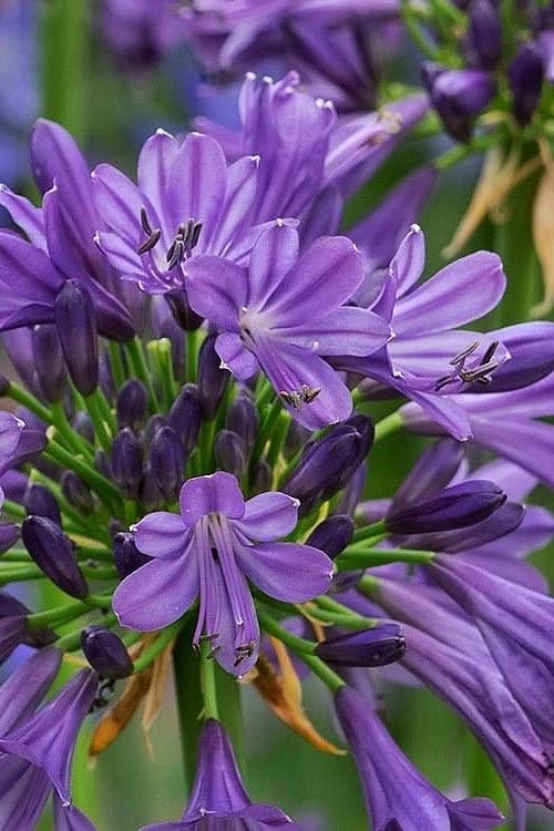 Purple Delight Agapanthus (Lily Of The Nile) - 2 Gallon Pot 6 Purple Delight Agapanthus (Lily Of The Nile) - 2 Gallon Pot - Image 4